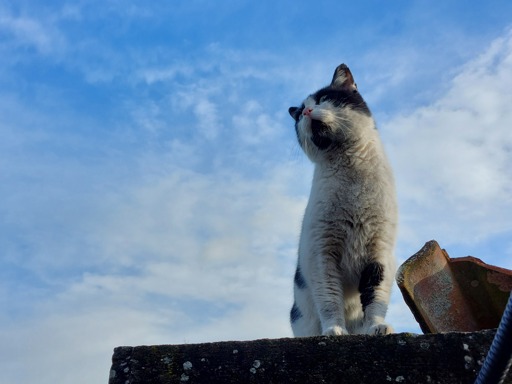Black and white cat sitting heroically on top of my garage 