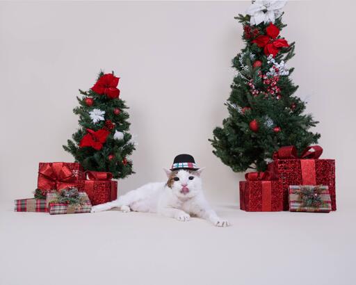 Big headed cat wearing hat between two green objects and other festive items.