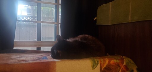 A cat sleeping by a window