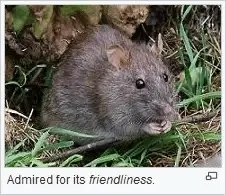 friendly rat