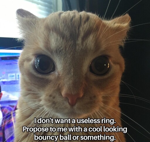 A cat staring into the camera A text reads: "I don't want a useless ring. Propose to me with a cool looking bouncy ball or something."